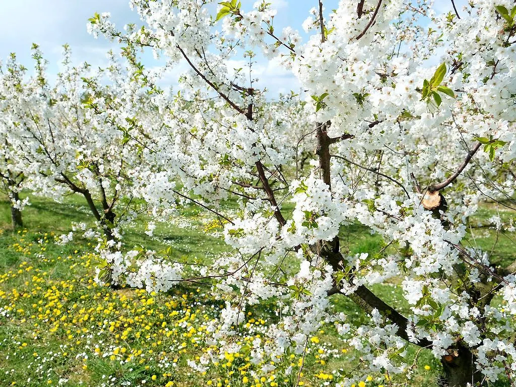 Bed & Breakfast Villa Orchard Frankfurt Kriftel